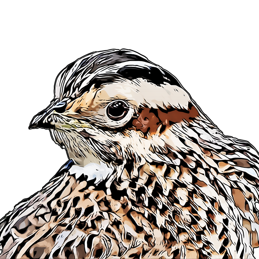 Bobwhite cartoon art small