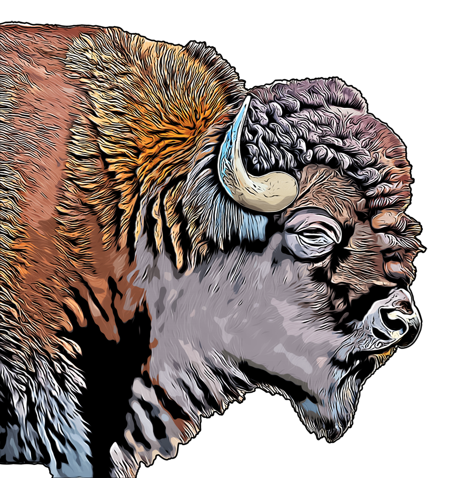 Buffalo cartoon art small