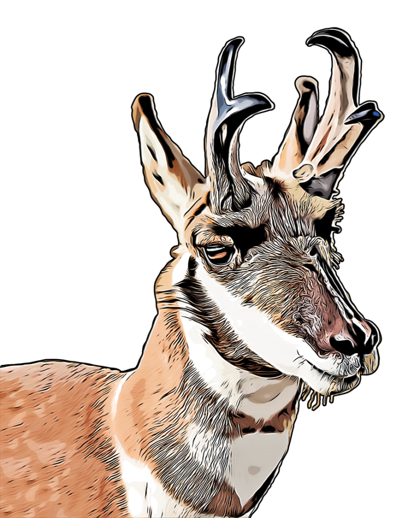 Antelope cartoon art small